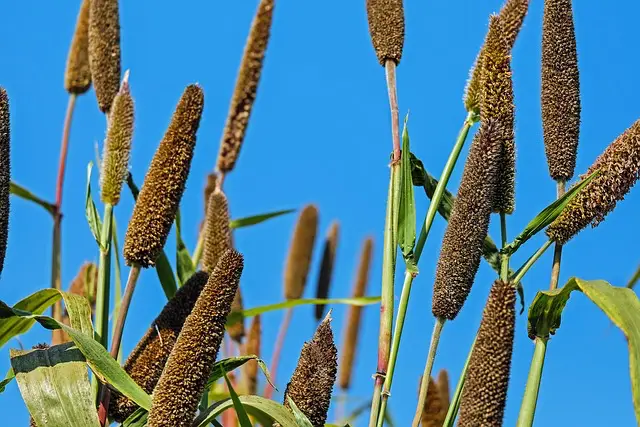 Hirsepflanzen auf einem Feld: Hirse stellt als Getreide ein Hauptnahrungsmittel in der TCM Ernährung dar und stützt wunderbar die "Mitte". TCM Ernährungsberatung, Gesundheit & Wohlbefinden.