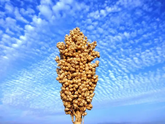 Hirsepflanze vor blauem Himmel: Hirse stellt als Getreide ein Hauptnahrungsmittel in der TCM Ernährung dar und stützt wunderbar die "Mitte". TCM Ernährungsberatung, Gesundheit & Wohlbefinden.
