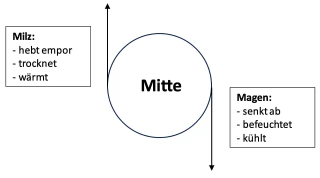 Die "Mitte" setzt sich aus den Funktionskreisen "Milz" & "Magen" mit ihren jeweiligen Aufgaben zusammen. TCM Ernährungsberatung, TCM Ernährungstherapie.
