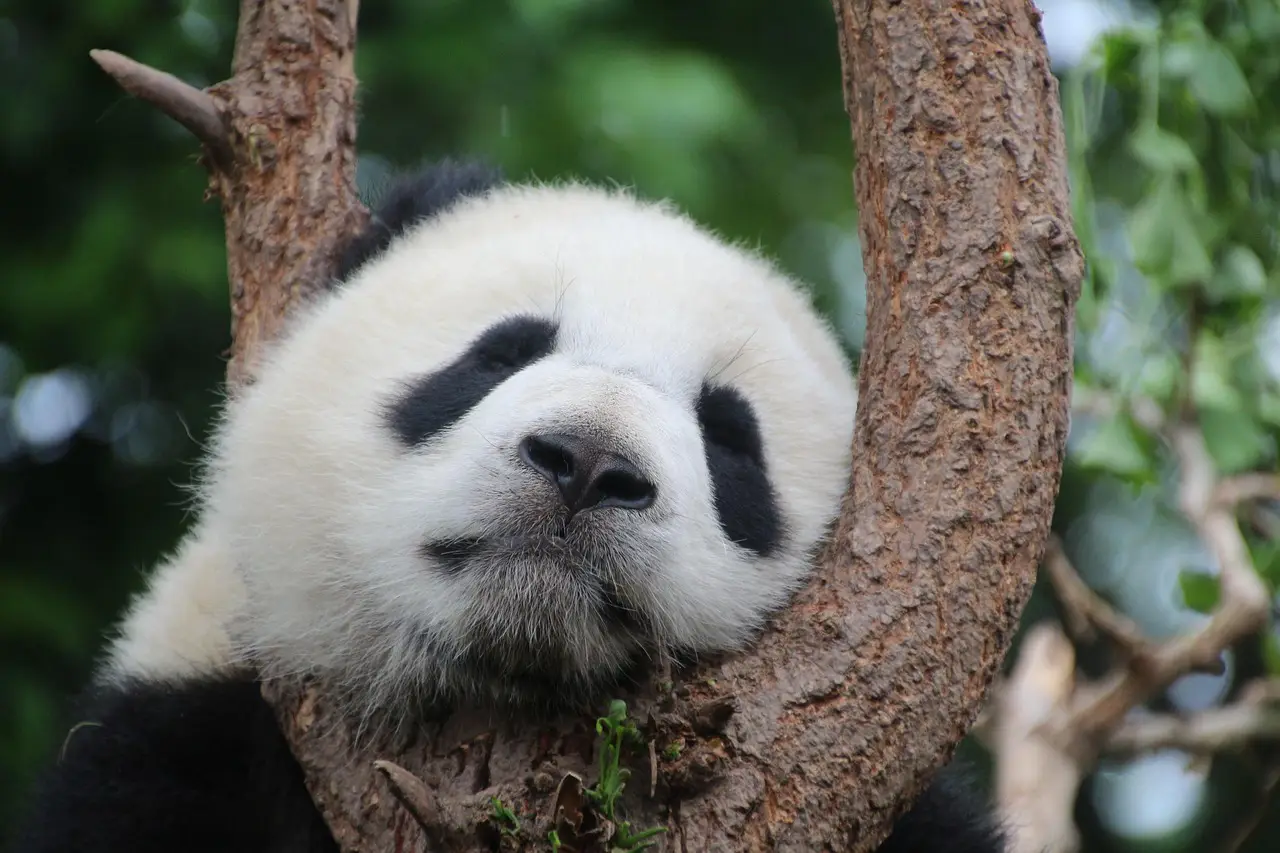 Schlafender Panda: Schlaf in der Lebenspflege, TCM.