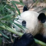 Ein Pandabär ist Bambus: TCM-Ernährunng, Lebenspflege