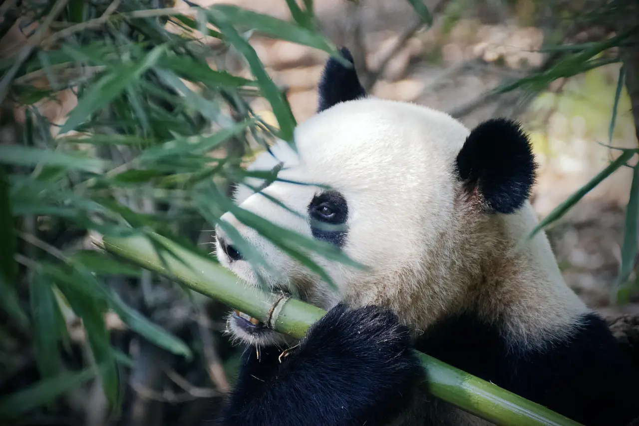 Ein Pandabär ist Bambus: TCM-Ernährunng, Lebenspflege